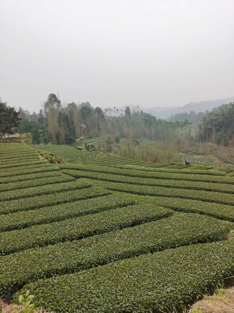 碧螺春
