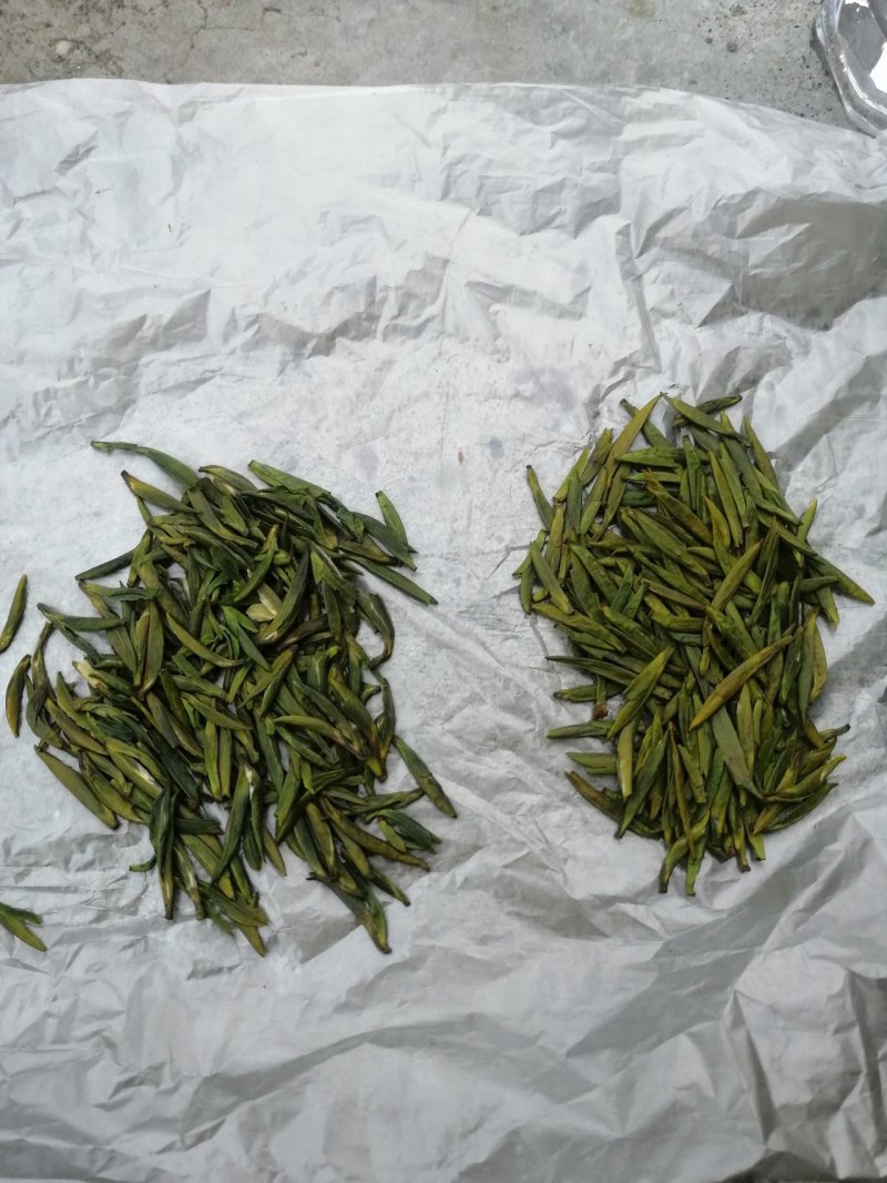 竹叶青茶