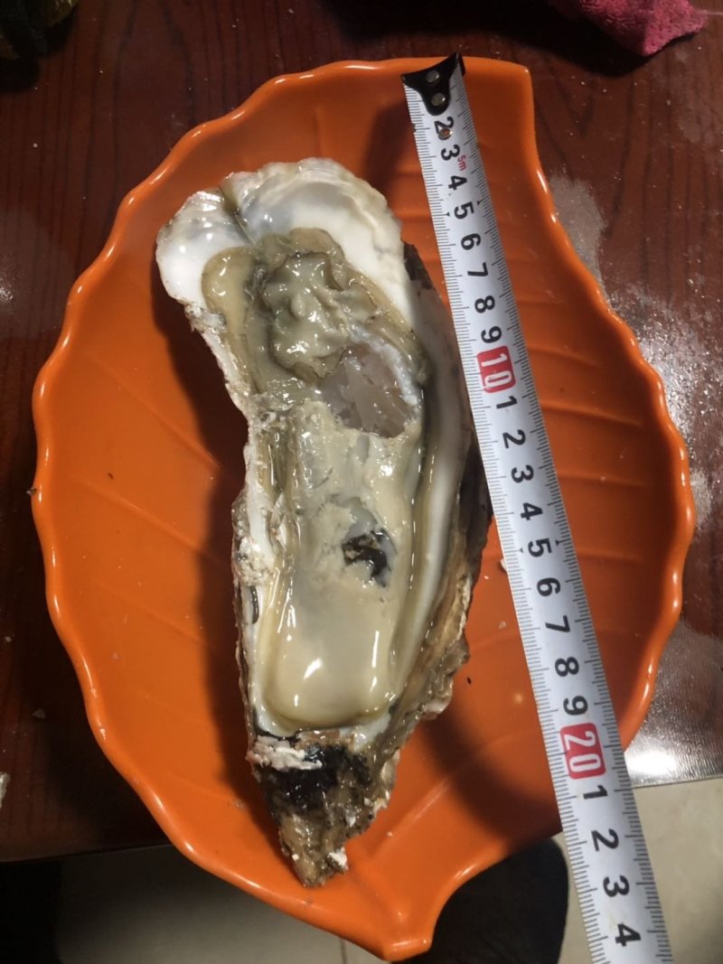 龙蚝蚝王贝龙蚝特大蚝，单只8两到3斤