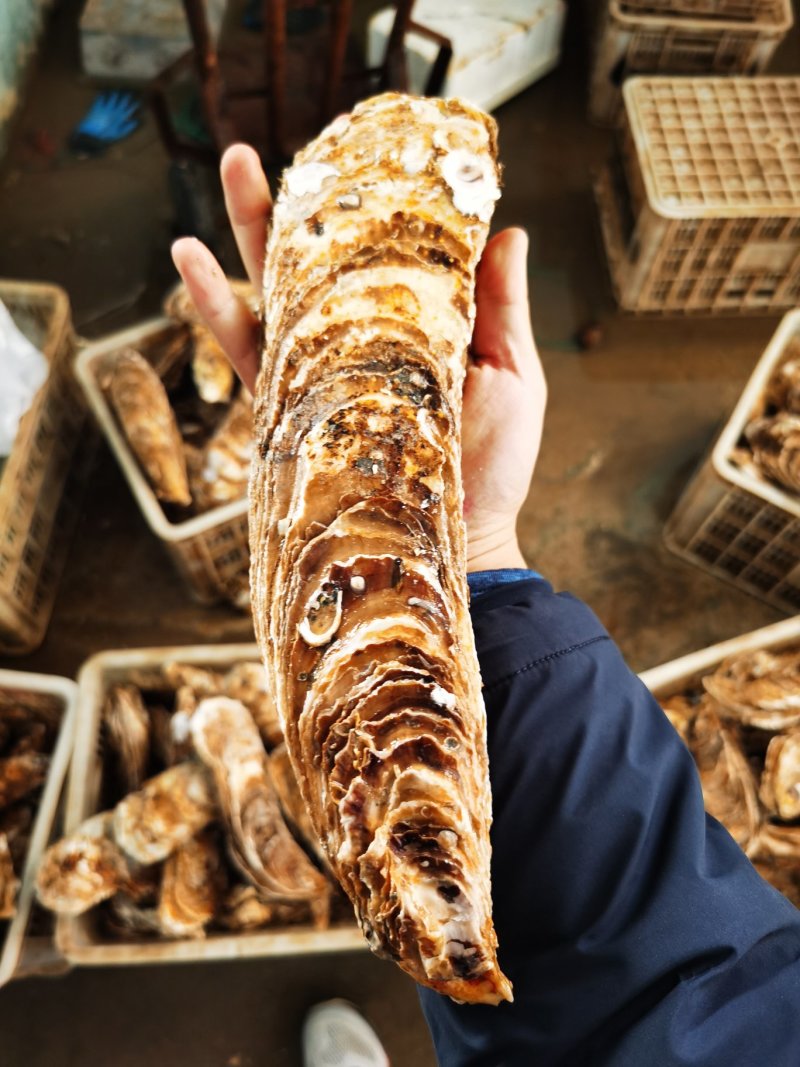 龙蚝蚝王贝龙蚝特大蚝，单只8两到3斤