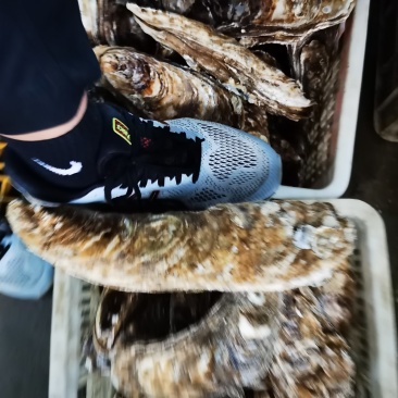 龙蚝蚝王贝龙蚝特大蚝，单只8两到3斤
