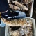 龙蚝蚝王贝龙蚝特大蚝，单只8两到3斤