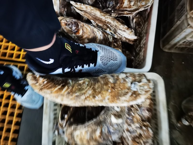 龙蚝蚝王贝龙蚝特大蚝，单只8两到3斤