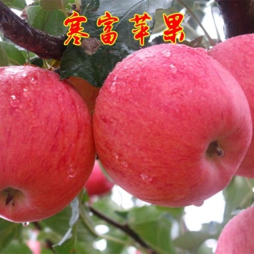 寒富苹果树苗富士苹果苗耐寒果树苗庭院盆栽南北方四季易