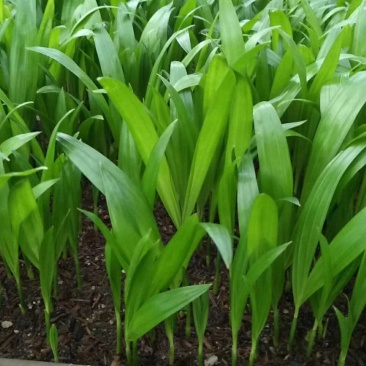散尾葵苗基地供应优质棕榈科植物四季常青花卉绿植