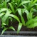 散尾葵苗基地供应优质棕榈科植物四季常青花卉绿植
