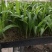 散尾葵苗基地供应优质棕榈科植物四季常青花卉绿植