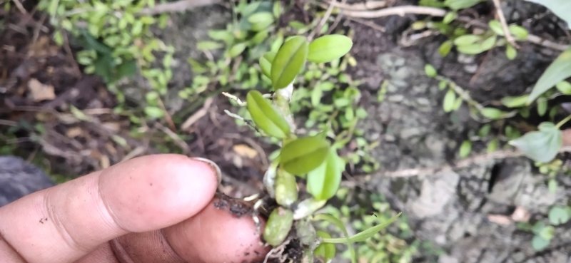 石豆兰。神农架叫他老鼠屎包邮