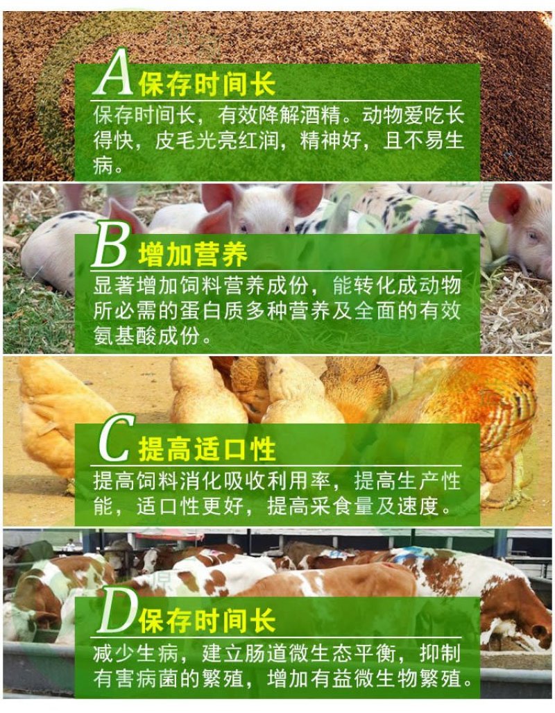 酒糟酒糟酒糟专用发酵剂