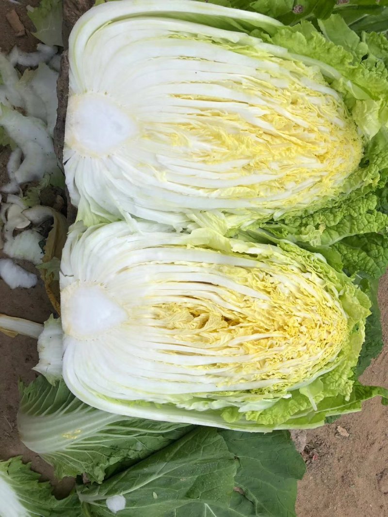 山东大棚黄心白菜4～6供应中，货源充足，质量保证。