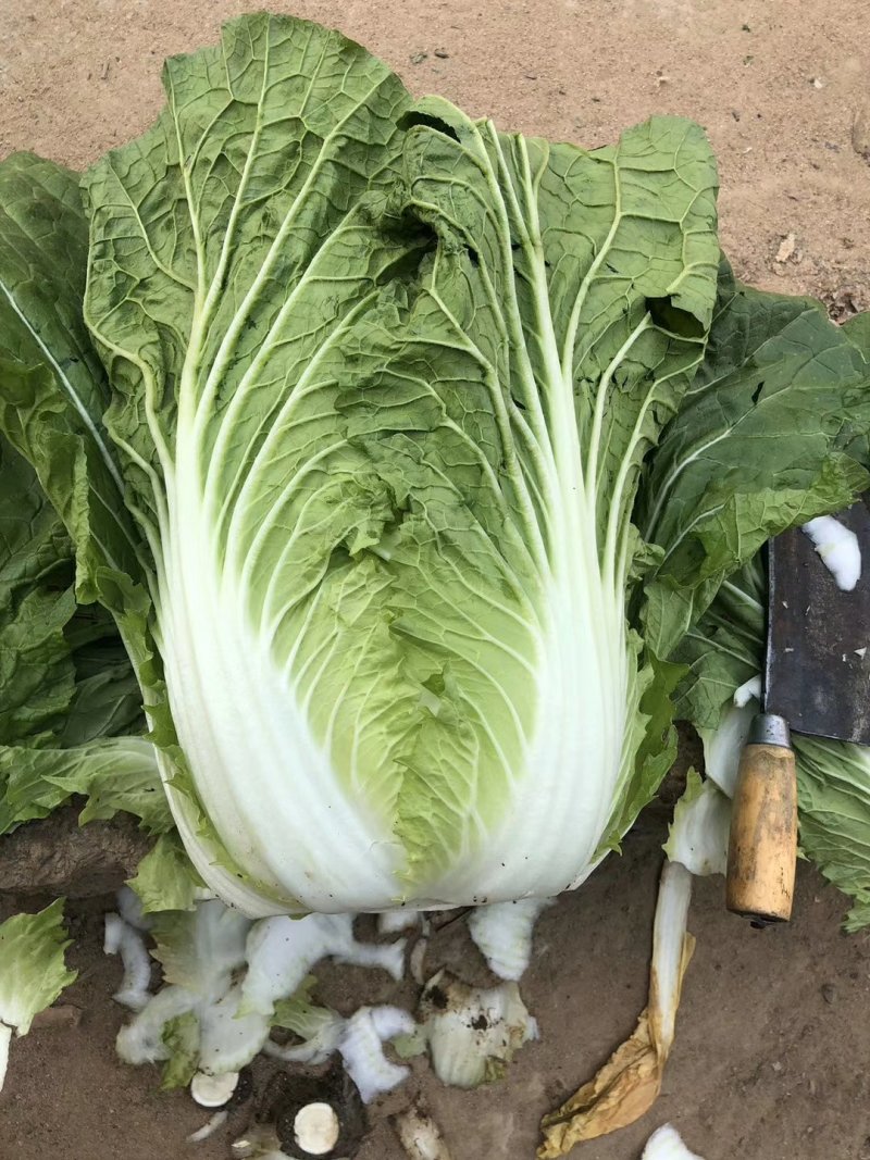 山东大棚黄心白菜4～6供应中，货源充足，质量保证。