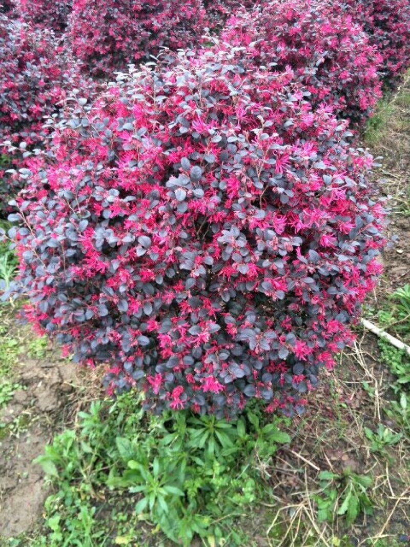 红花继木球