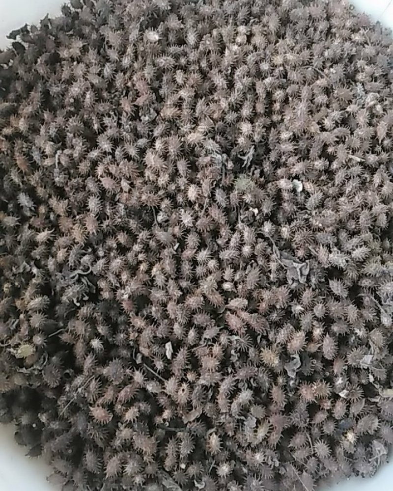 秦岭野生中药材苍耳子农家釆摘自然晒干1斤包邮