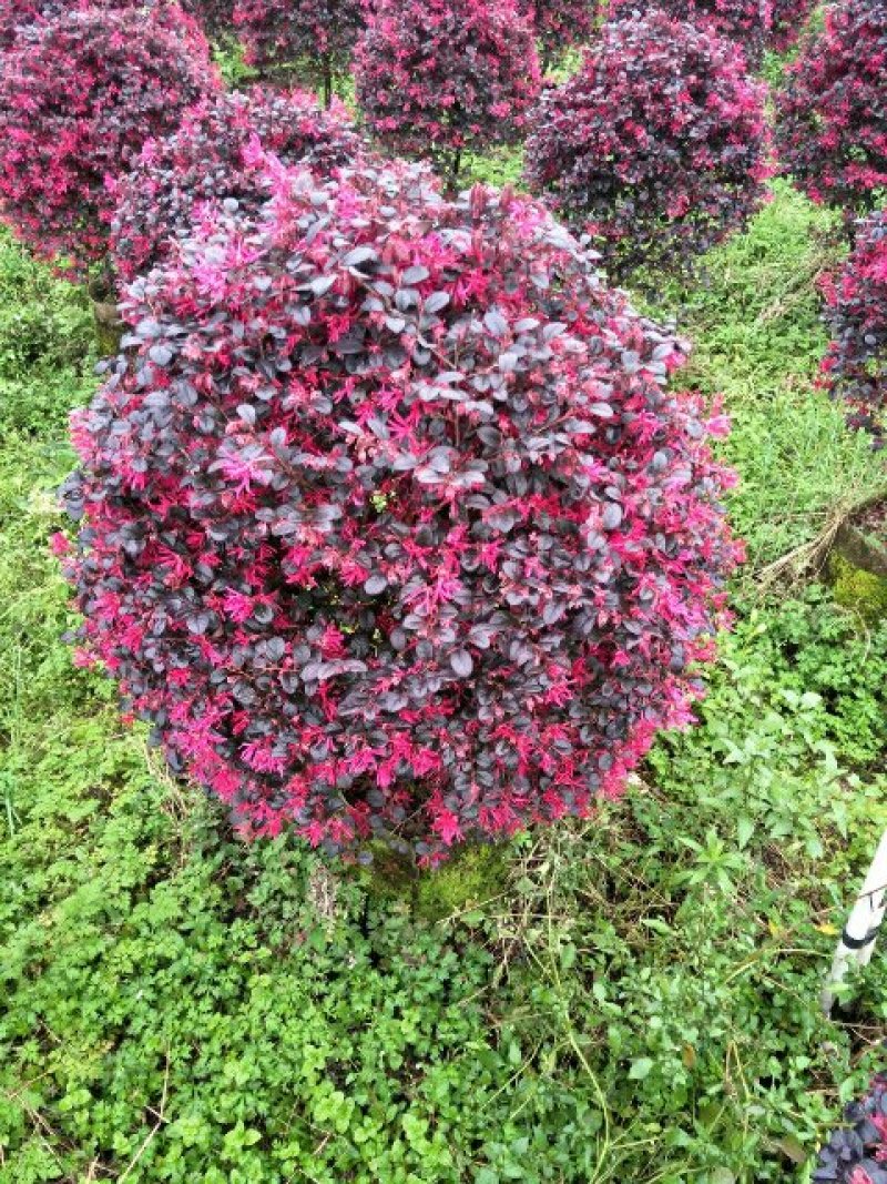 红花继木球
