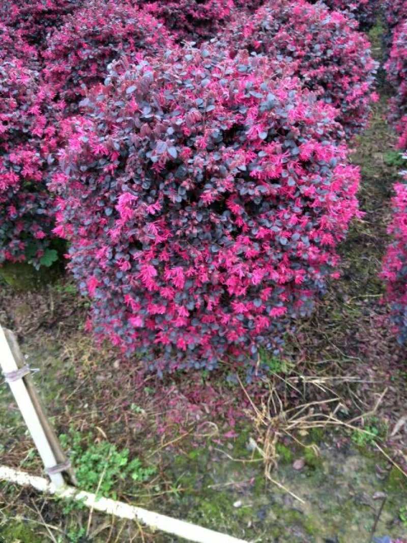 红花继木球