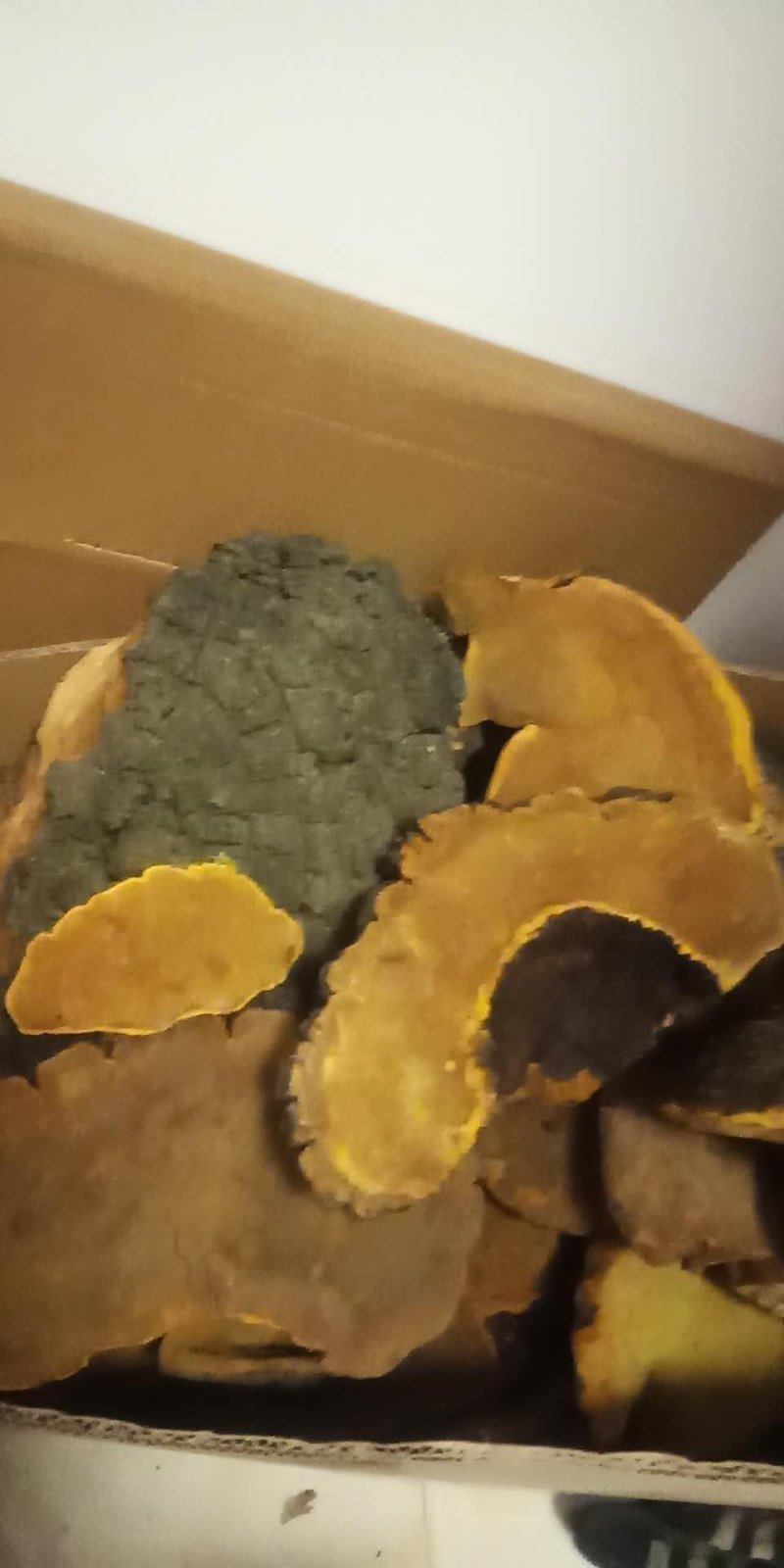 神龙架宜昌交界桑黄桑黄菌包邮