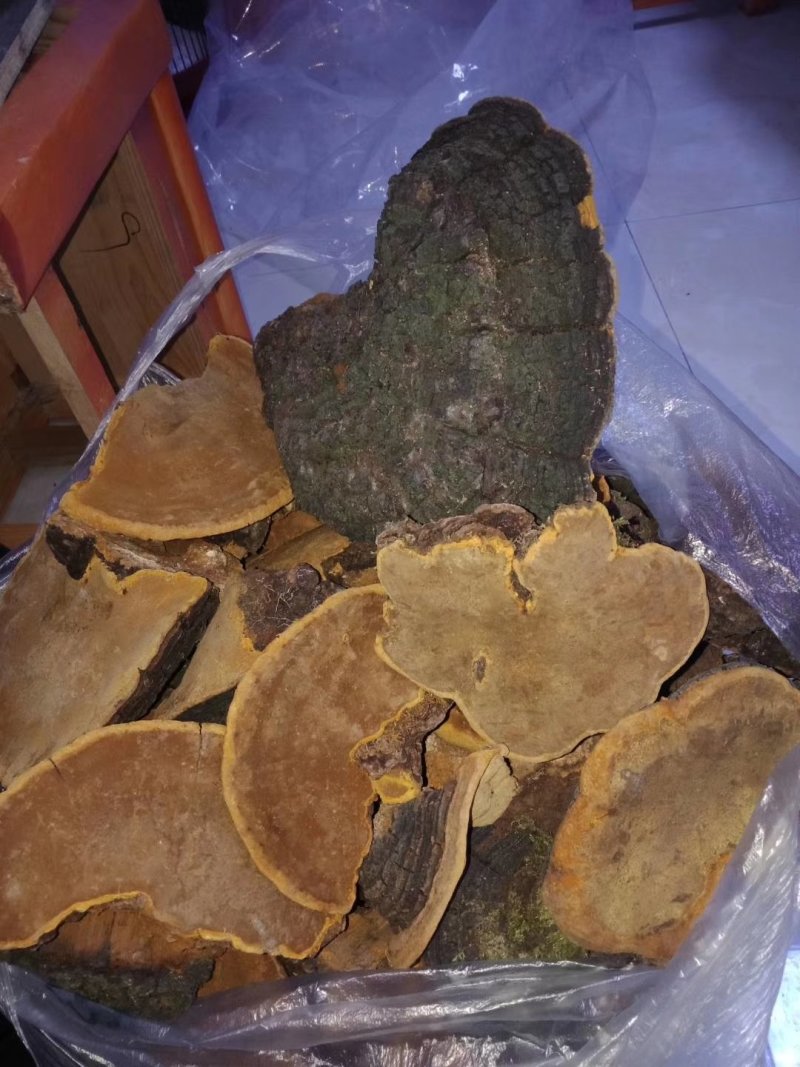 神龙架宜昌交界桑黄桑黄菌包邮