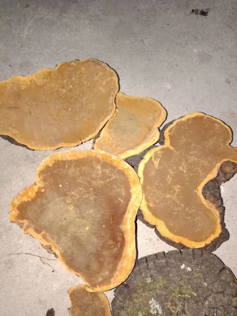 神龙架宜昌交界桑黄桑黄菌包邮