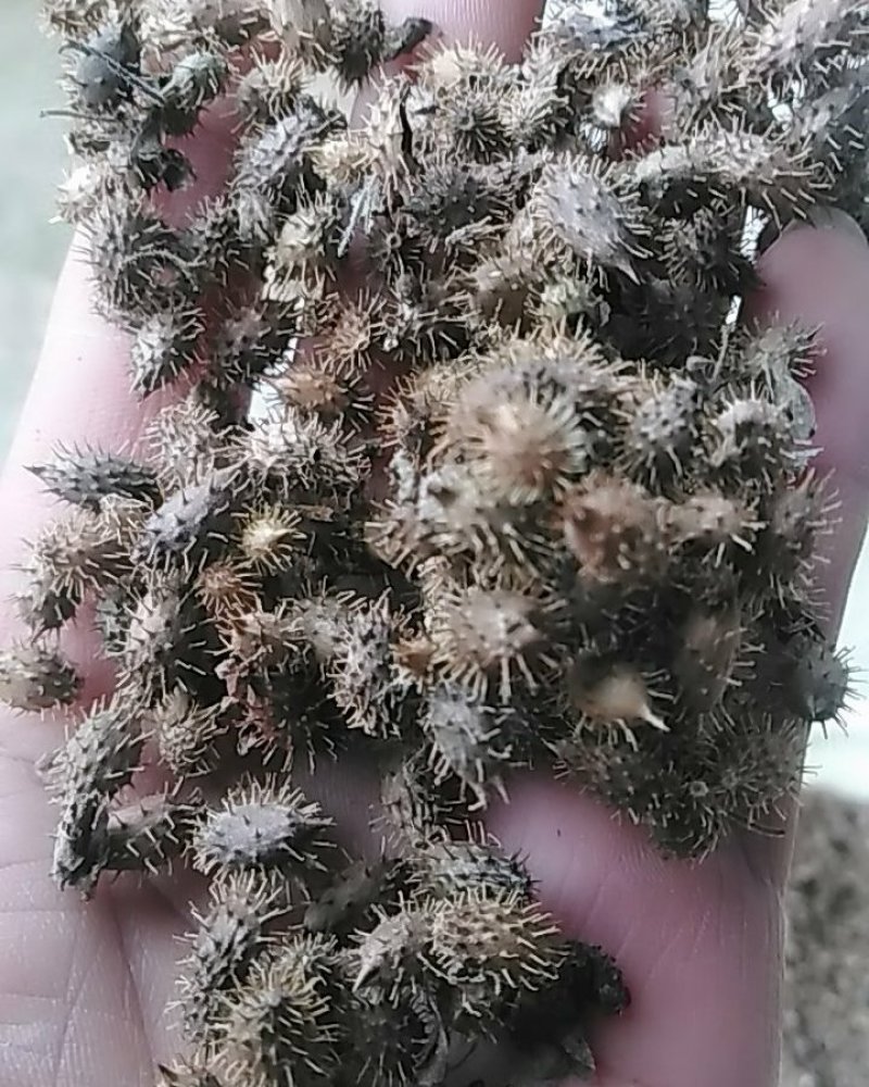 秦岭野生中药材苍耳子农家釆摘自然晒干1斤包邮