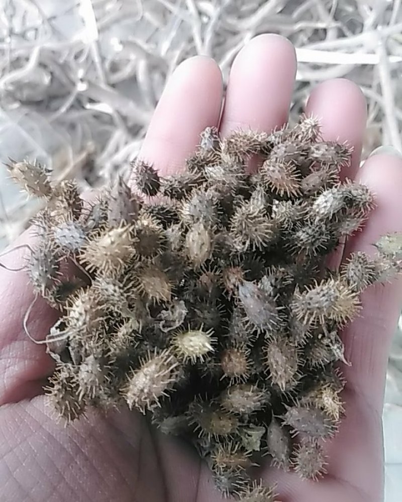 秦岭野生中药材苍耳子农家釆摘自然晒干1斤包邮