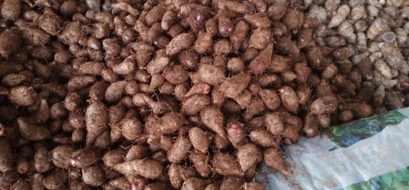 江西精品红芽芋头又粉有香现在货源告急需要的老板抓紧时间