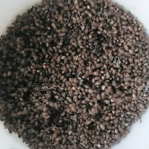 秦岭野生中药材苍耳子农家釆摘自然晒干1斤包邮