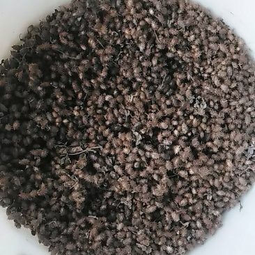 秦岭野生中药材苍耳子农家釆摘自然晒干1斤包邮