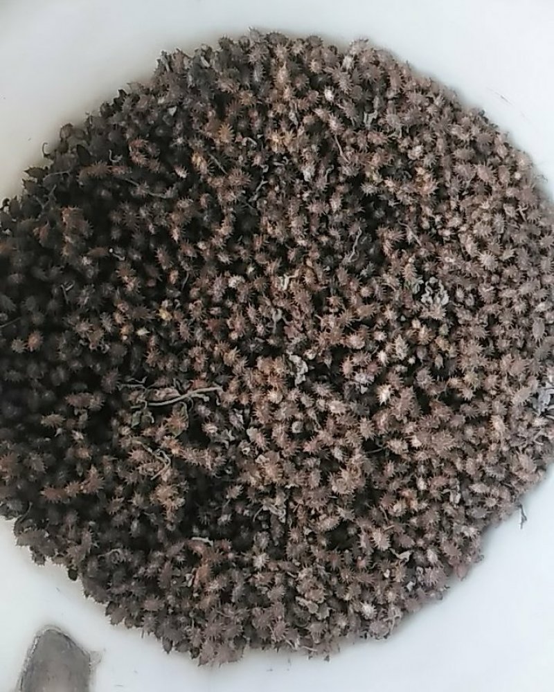 秦岭野生中药材苍耳子农家釆摘自然晒干1斤包邮