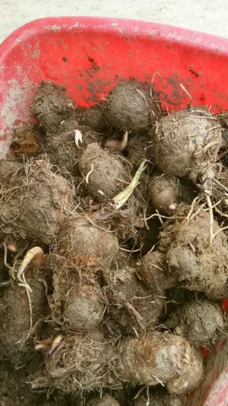 江西精品红芽芋头又粉有香现在货源告急需要的老板抓紧时间