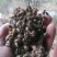 秦岭野生中药材苍耳子农家釆摘自然晒干1斤包邮