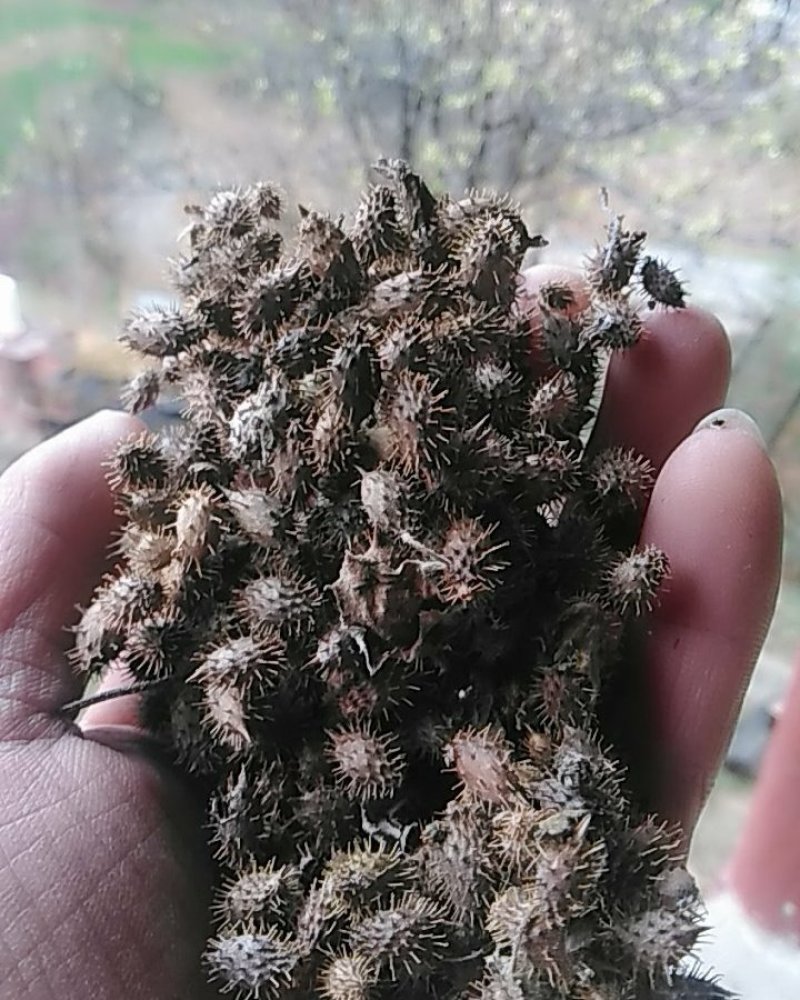 秦岭野生中药材苍耳子农家釆摘自然晒干1斤包邮