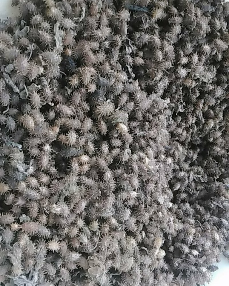 秦岭野生中药材苍耳子农家釆摘自然晒干1斤包邮