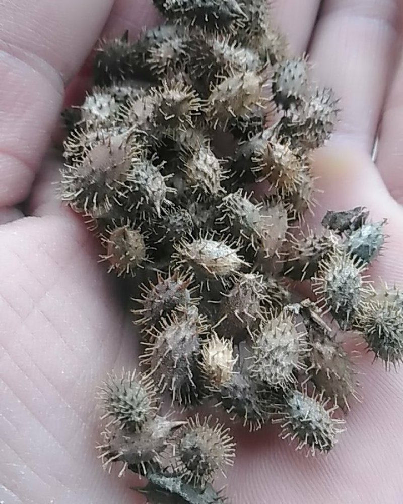 秦岭野生中药材苍耳子农家釆摘自然晒干1斤包邮