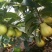 台湾四季芭乐，白珍珠芭乐种苗，2苗挂果