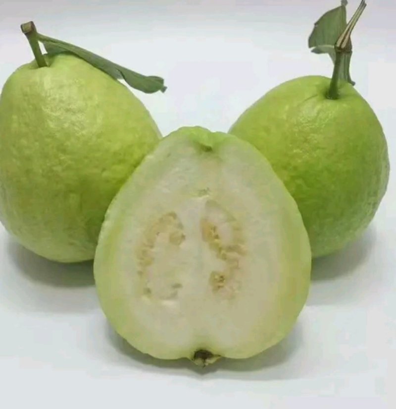 台湾四季芭乐，白珍珠芭乐种苗，2苗挂果