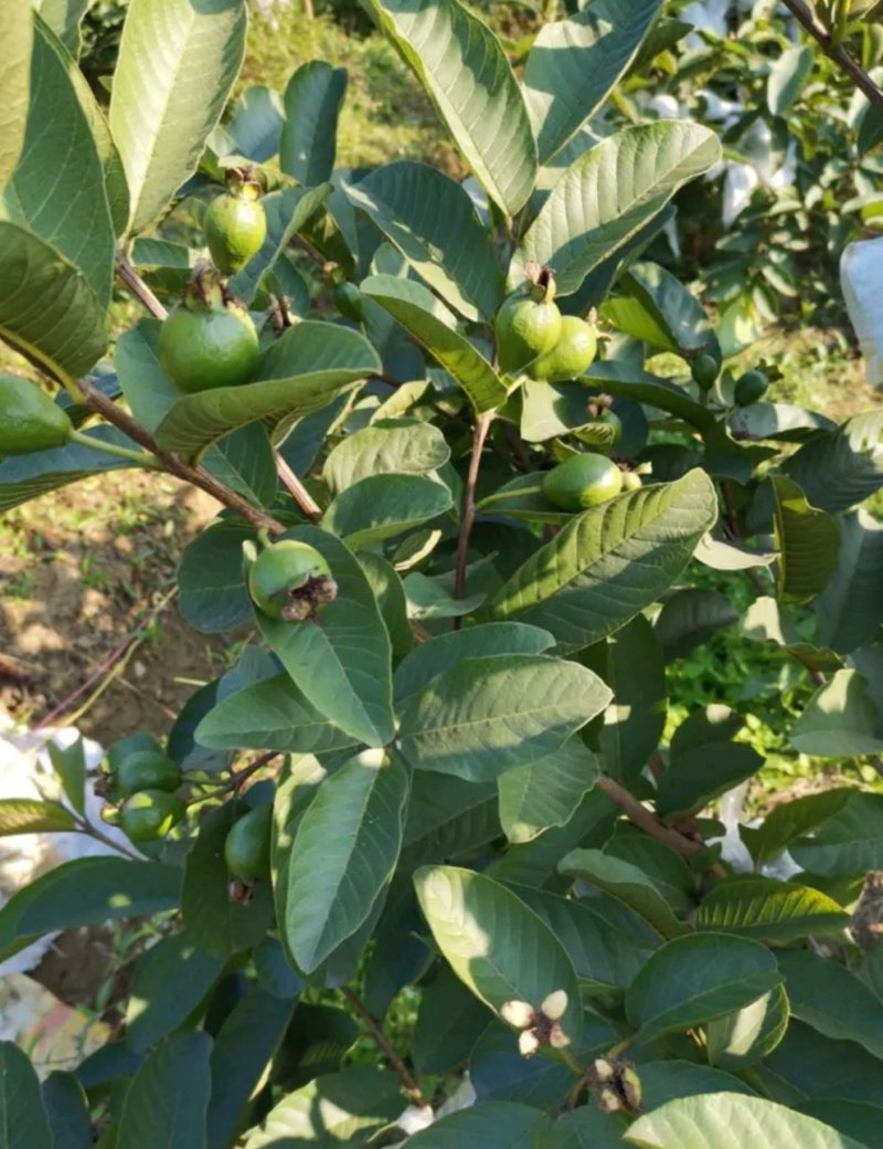 台湾四季芭乐，白珍珠芭乐种苗，2苗挂果
