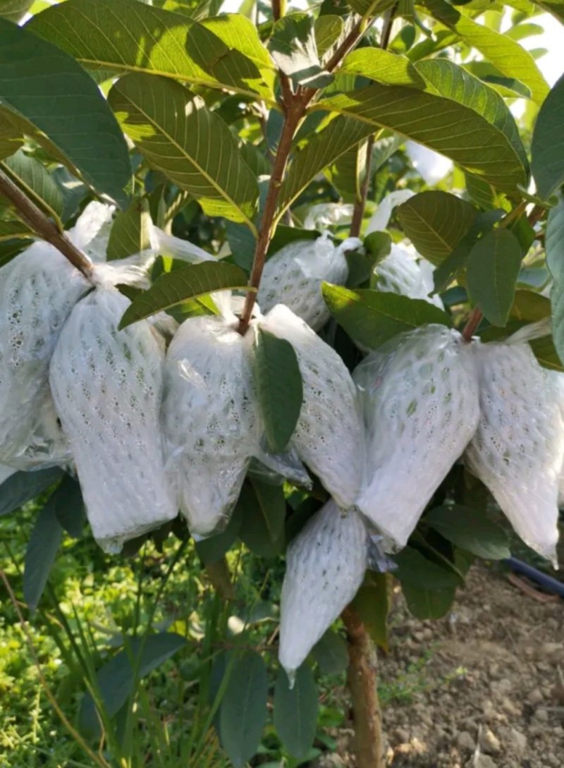 台湾四季芭乐，白珍珠芭乐种苗，2苗挂果