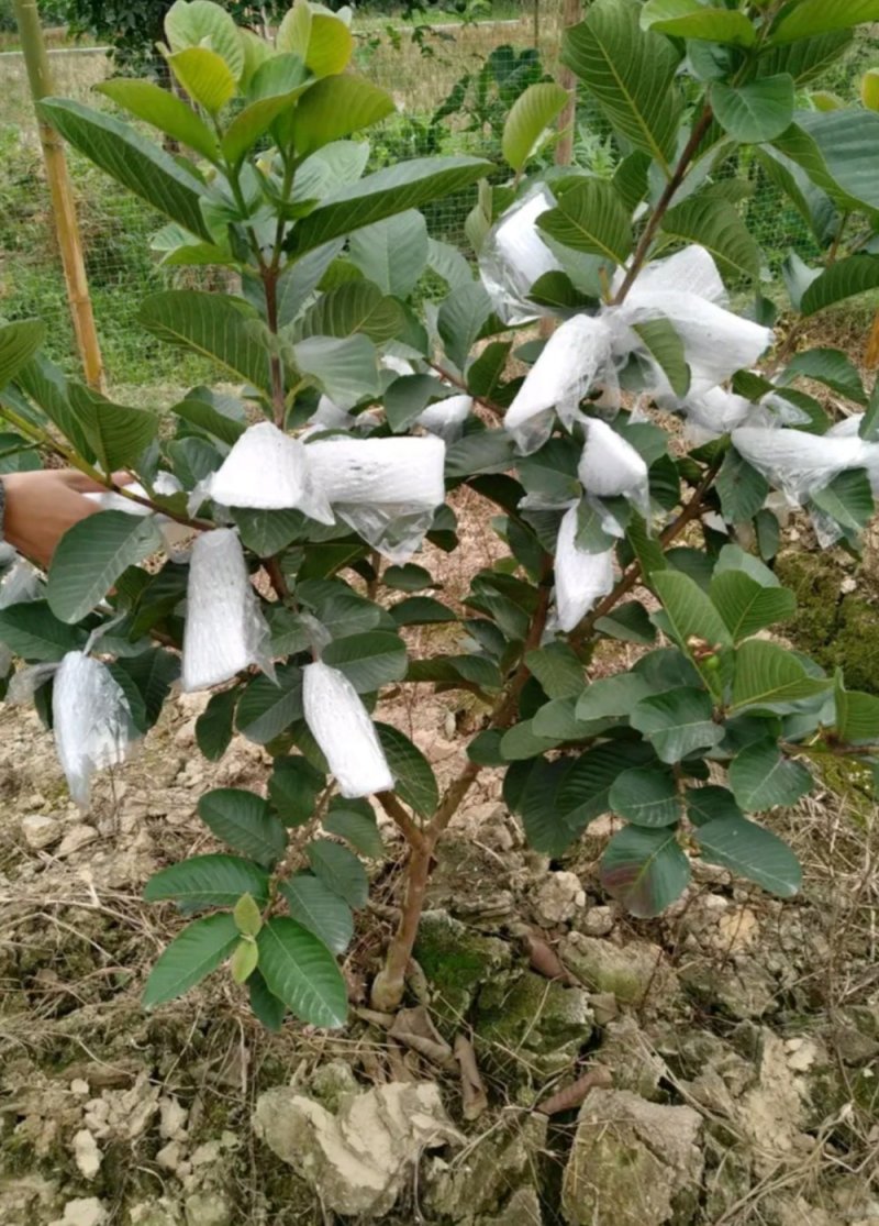 台湾四季芭乐，白珍珠芭乐种苗，2苗挂果