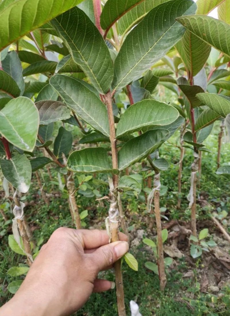 台湾四季芭乐，白珍珠芭乐种苗，2苗挂果