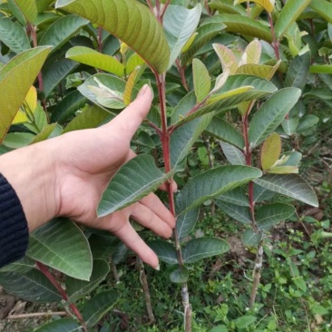 台湾四季芭乐，白珍珠芭乐种苗，2苗挂果