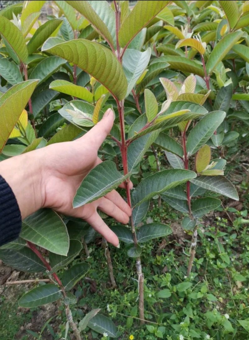 台湾四季芭乐，白珍珠芭乐种苗，2苗挂果