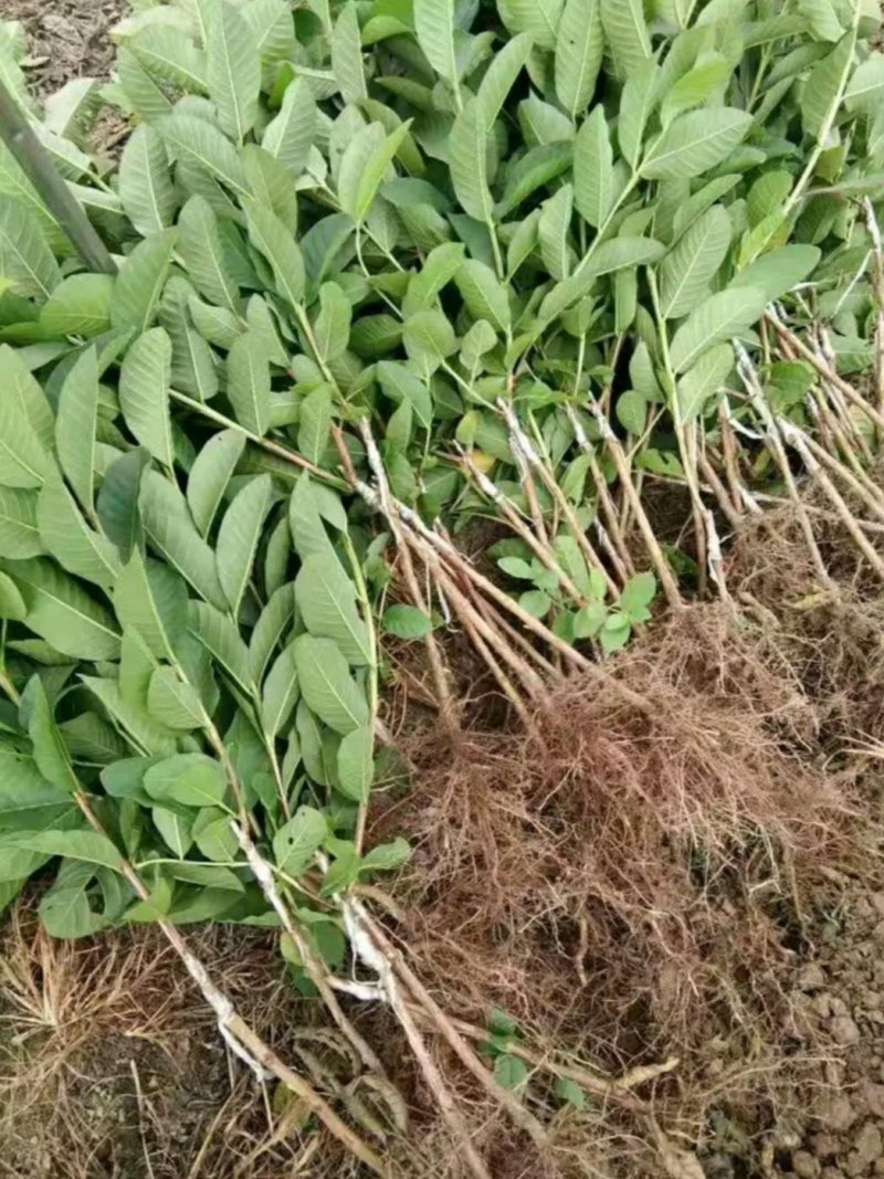 台湾四季芭乐，白珍珠芭乐种苗，2苗挂果