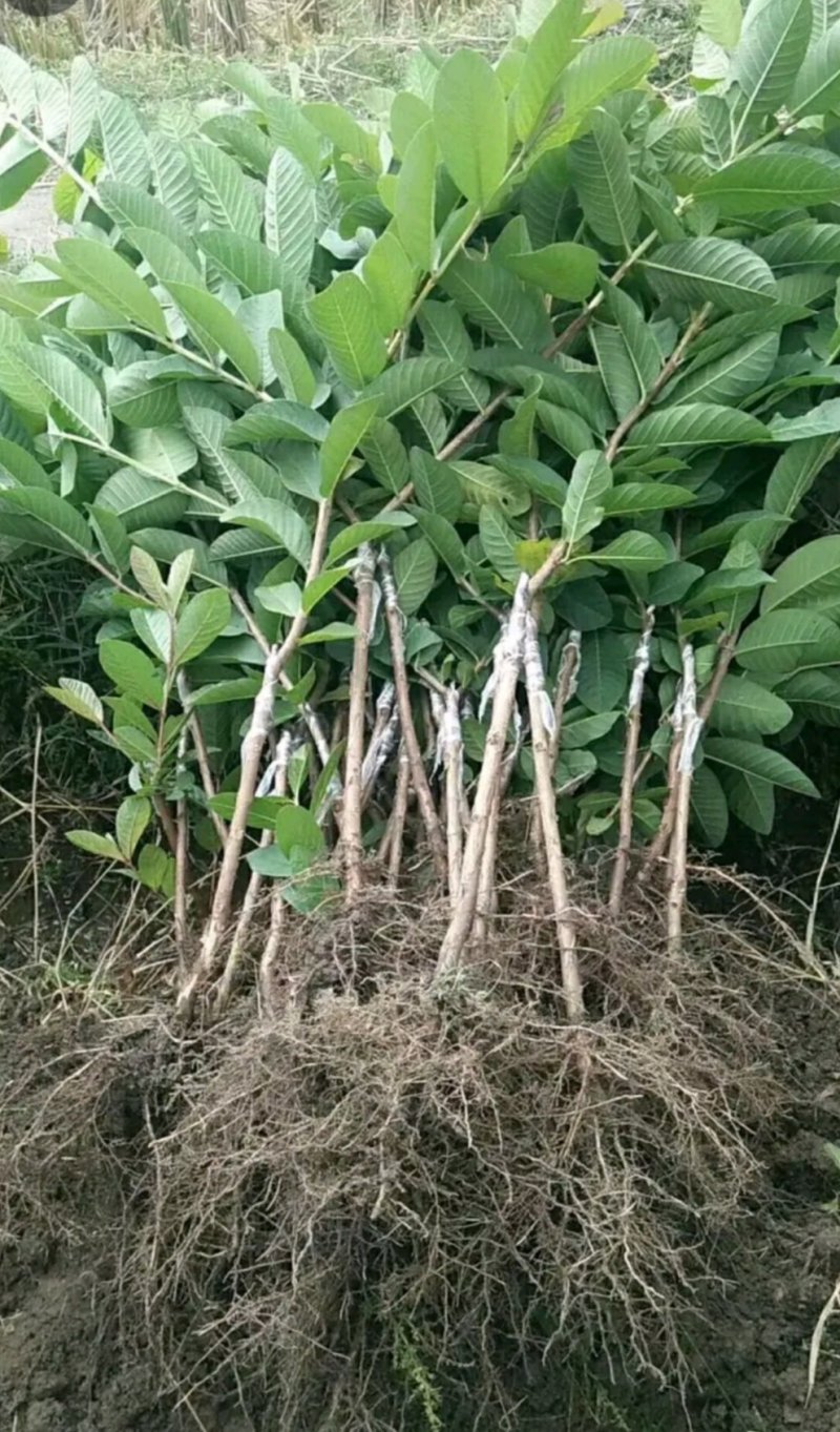 台湾四季芭乐，白珍珠芭乐种苗，2苗挂果
