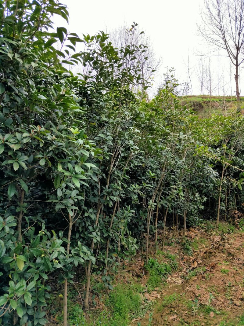 桂花树苗金桂花优质苗丹桂大苗现挖现发自产自销