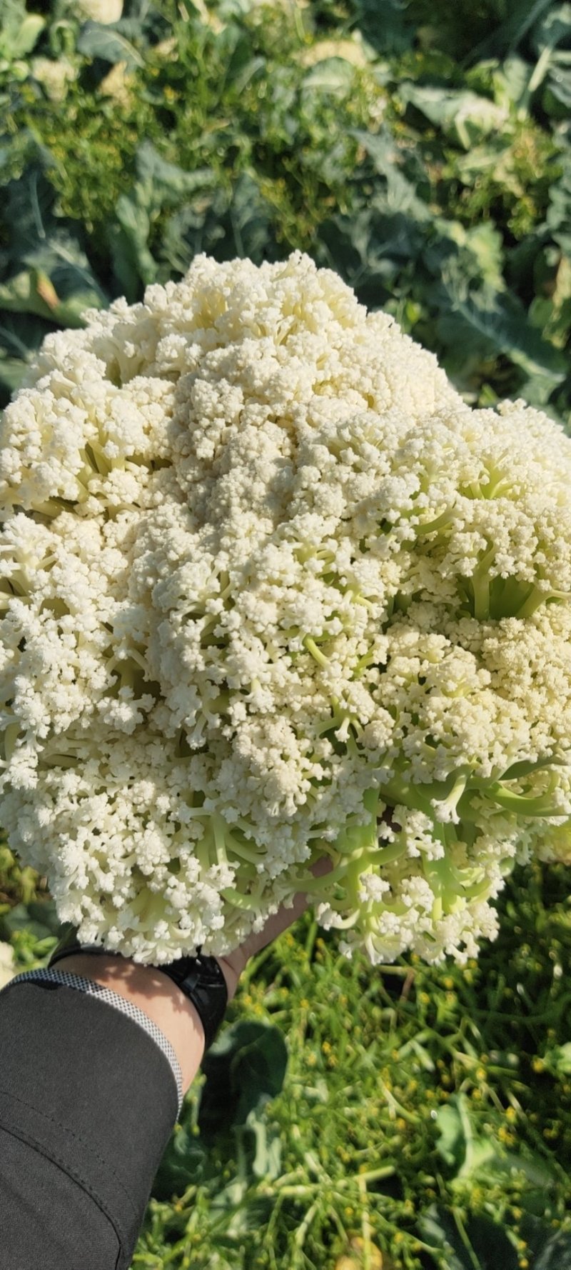 白米花菜