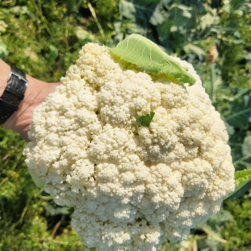 白米花菜