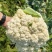 白米花菜