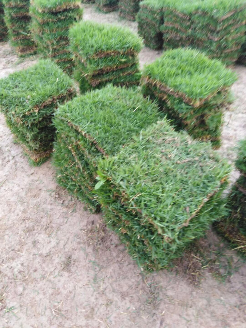 自家草皮基地大量上市有价格质量精品精品