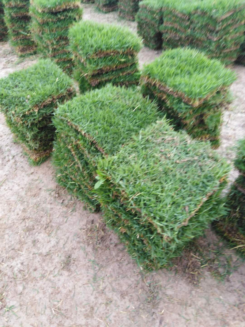 自家草皮基地大量上市有价格质量精品精品