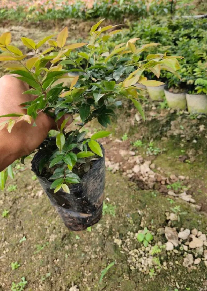 台湾沙巴嘉宝果苗，裸根苗，小杯苗